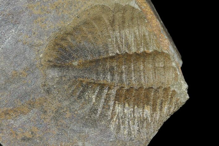 Partial Ogyginus Cordensis - Classic British Trilobite #103146